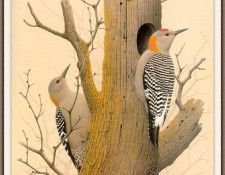 Sj WbZ 18 Golden-fronted Woodpecker. , 