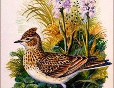 bs-na- Charles Tunnicliffe- Skylark. Tunnicliffe, 