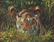 lrsCoheleachGuy-StripesintheGrass. Coheleach, 