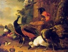 Hondecoeter 86Birds. Hondecoeter,  
