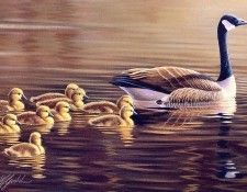 Wilhelm Goebel - SK Wildlife Federation Card-Canada Geese, De. ������, ���������