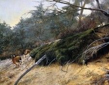 Verstappen Pieter Nature 17 Sun. Verstappen, �����