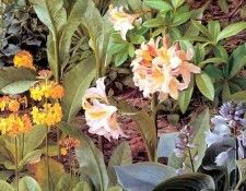 an artists garden csg016. ���, �������