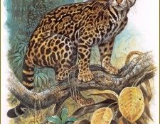 PO pfrd 029 Ocelot mlanisant. Dallet, 