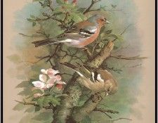 EdeBasil-TheChaffinch-sj. , 