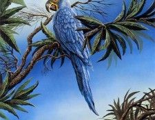 kb Nelson RL Blue Hyacinth Macaw. ,  
