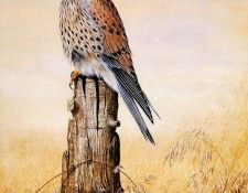 Twinney Dick Nature 023 Sun. Twinney, ���