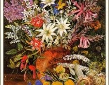 bs-flo- Marianne North- Wildflowers New South Wales. , 