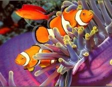 pa EgoGuiotto AG2004 11 ClownAnemonefish. Guiotto, 