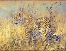 lrsAfrica09DonaldsonKim Leopard. , 