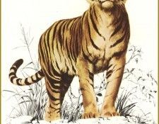 PO pfel 15 Tigre de Sumatra. Brenders, Карл