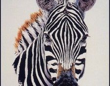 bs-na- Guy Coheleach- Black And White. Coheleach, ���