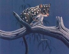 Oz AGls036 Rod Scott Western Native Cat. �����, Rod