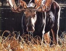 Parker, Ron - Moose (end. ������, ���