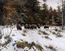 Verstappen Pieter Nature 14 Sun. Verstappen, �����