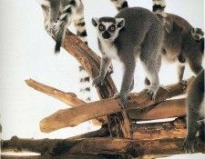 art 251. ������, ������