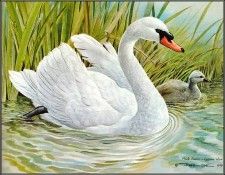 pa BasilEde 20 MuteSwan. , 