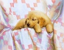 kb Noel Nancy-Golden Puppy. , 