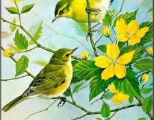 pa BasilEde 05 WillowWarbler&Chiffchaff. , 