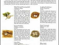 pa TonyOliver BirdsBuildNests 15a. ������, ����