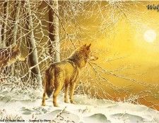 abs 24 wolf. , 