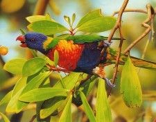 pa EgoGuiotto 07 RainbowLorikeet. Guiotto, 