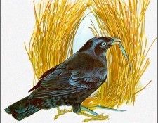 pa TonyOliver AustralianBirds 29 SatinBowerBird. , 