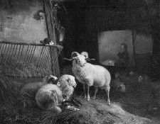 Knip Augustus Stable interior Sun. Knip �������