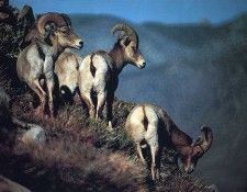 Funny 237. ����� ������ - ���� �����