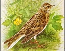 pa BasilEde 42 Skylark. , 