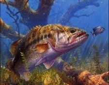 bs-na- Mark Sussino- Lunch- Largemouth Bass. Sussino, 