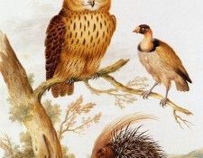 Bronhorst Johannes Owl vulture and hedgehog Sun. Bronkhorst, 