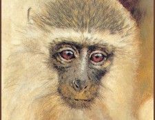 lrsAfrica01DonaldsonKim VervetMonkey. , 