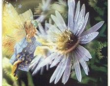 kb Cross Tom Aut New England Blue Aster Fairy. , 