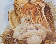 bs-na- Josef Wolf- Eagle Owl. �����, ������