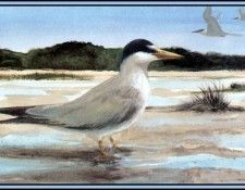 D50-AWE146-RB-Least Tern 1. Bansemer, 