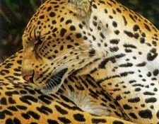 kb Bragg CL Leopard. �����, ������ ����