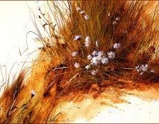 bs-flo- Neil H Adamson- Salt Water Asters. �������, ��� H