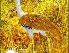 pa TonyOliver AustralianEndangeredWildlife 08. ������, ����