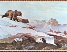 zFox SWD JC 38 Snow Field 1968. �������, ����