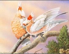 pa EricShepherd AP2004 02 MajorMitchellParrot. , 