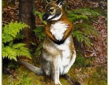 pa HartTrish 11 Red-neckedWallaby. , 