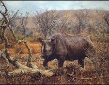 lrsCombesSimon-Rhino. ����, �����