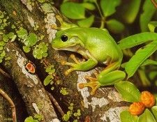 pa EgoGuiotto 04 GreenTreeFrog. Guiotto, 