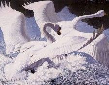 43597. Tunnicliffe, 