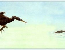 D50-AWE005-BR-Anhinga 2. Bansemer, ������