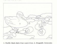 Oz AGls016 Ego Guiotto Pacific Black Duck Painting Key. Guiotto, 