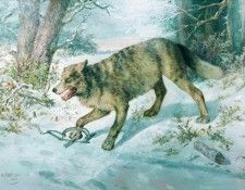 ������� ����. 1896. �������� ������� �������� (1817-1898)