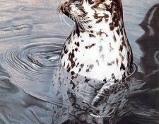 Parker, Ron - Harbor Seal (end. ������, ���