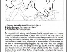 pa EgoGuiotto AG2004 06 CommonBrushtailPossum Key. Guiotto, Эго